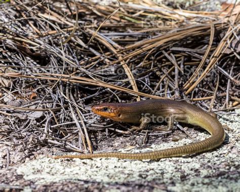 Gilberts Skink In Habitat Nature Photo Stock Photo - Download Image Now - Animal, Animal ...