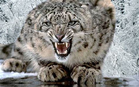 Snow Leopard Wallpapers - Wallpaper Cave