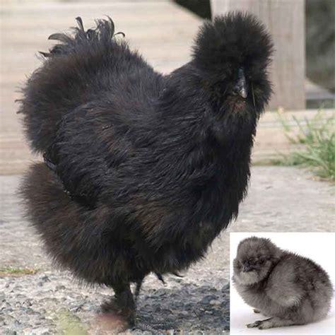 Black Silkie Bantam - Bear River Valley Co-op