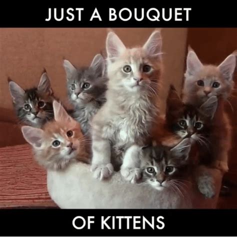 kitten memes - Cute Kittens Photo (41532016) - Fanpop