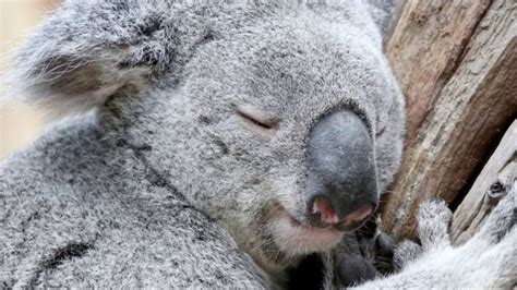 How Long Do Koalas Really Sleep In A Day? - YouTube