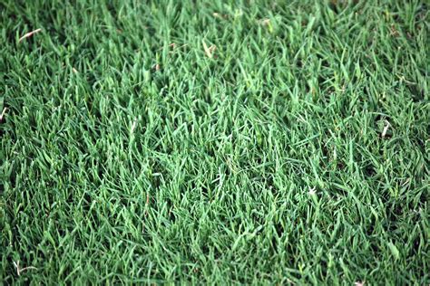 5 Common Grass Types in Tucson, AZ