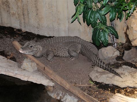 The Online Zoo - African Dwarf Crocodile