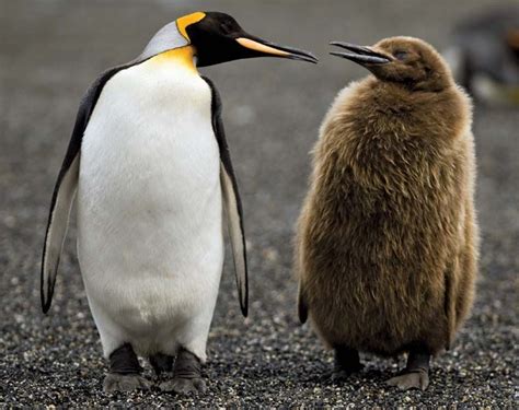 Emperor Penguin Chick Hatching