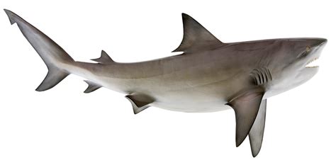 Bull Shark Fish Replica, mounted bullshark