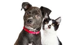 Study Suggests Cats May Be Just as Smart as Dogs