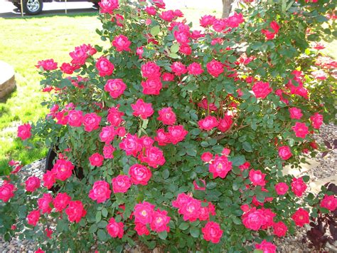 Big rose bush in my front yard | Rose bush, Front yard, Rose