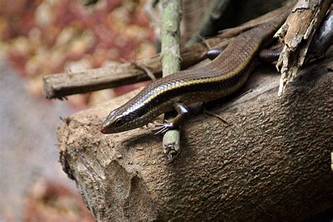 Common Skink