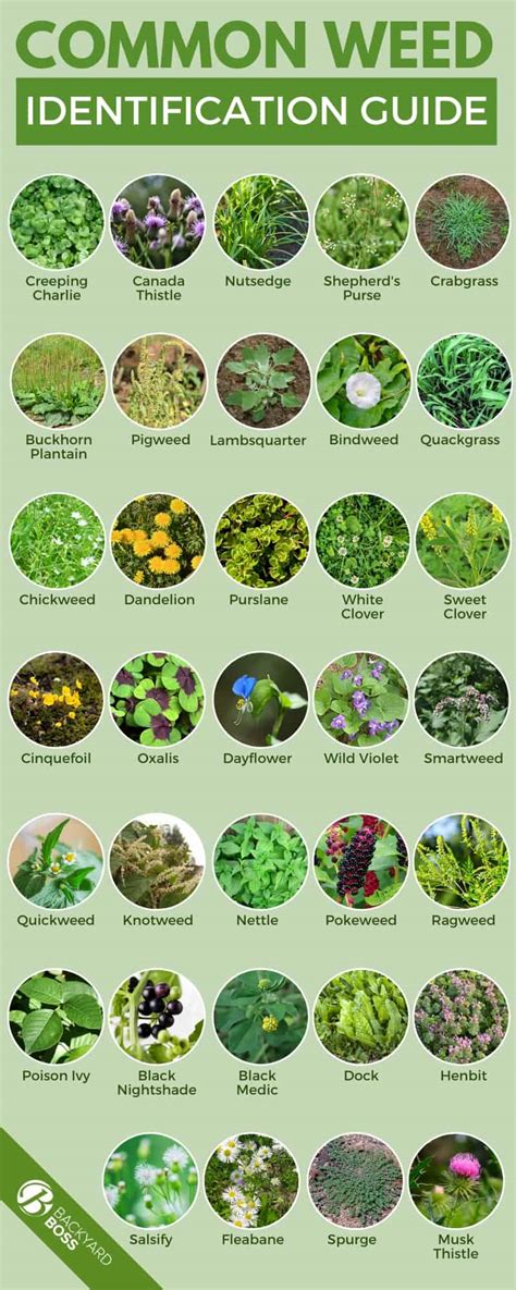 Types Of Weeds With Their Picture And Name Identification Guide | Hot Sex Picture