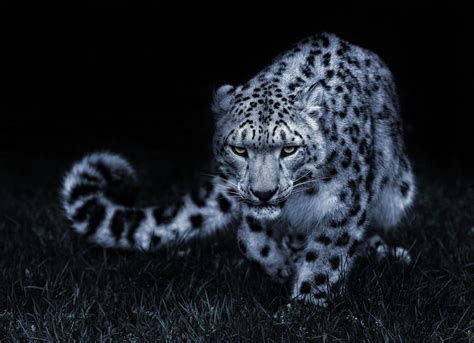 Snow Leopard Wallpapers - Wallpaper Cave