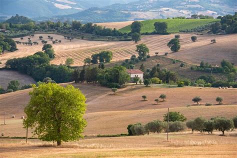 Premium Photo | Rural landscape with farm fields and trees