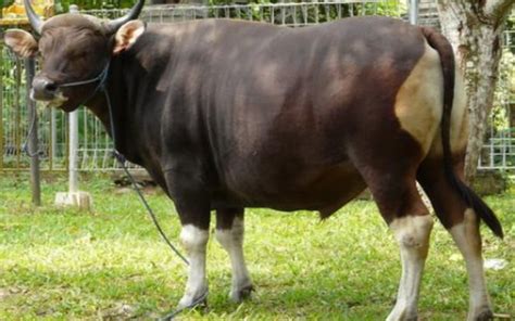 Sapi - Teknik Persilangan Pada Sapi Belgian Blue / To date, a number of versions of the api have ...