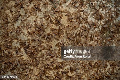 The Termite Life Cycle High-Res Stock Photo - Getty Images