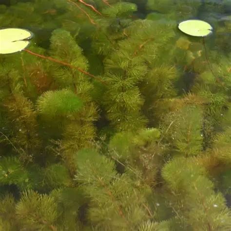 8 Common Invasive Pond Weeds (ID + Pics) - Pond Informer