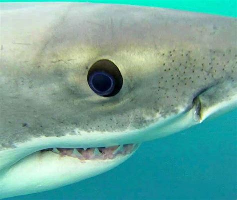 Great White Shark Eye Anatomy