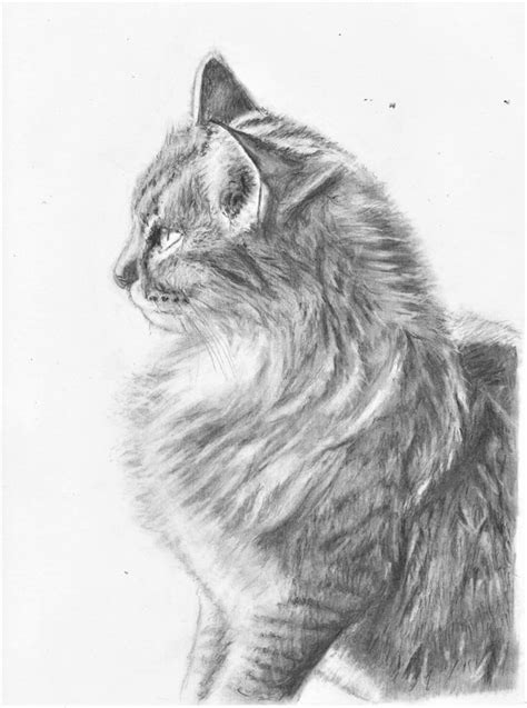 Cat, graphite pencil, 8.5x11" : r/Art