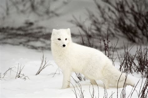 Arctic Fox Wallpapers Images Photos Pictures Backgrounds