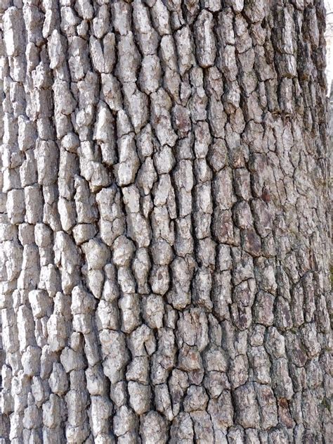 Black Cherry bark photo by John Jeffries. | Photo, Plant life, Cherry bark