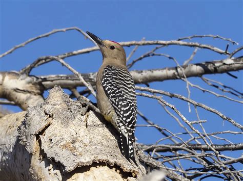 17 Fun and Gross Woodpecker Facts - Bird Advisors