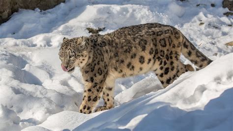 Snow Leopard Pics - Infoupdate.org