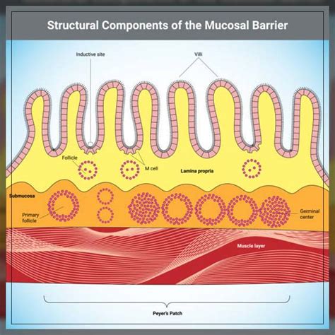 Know More About Mucous Membrane in the Mouth - REPC