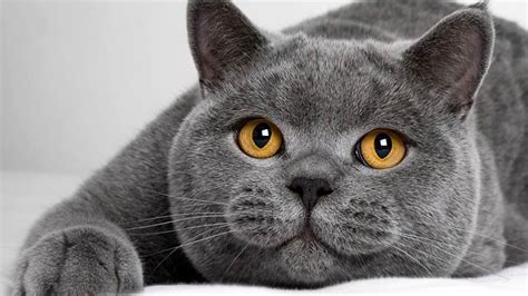 British Shorthair cat | DinoAnimals.com