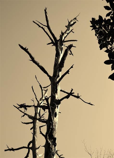 Woodpecker Habitat Photograph by Warren Thompson - Pixels