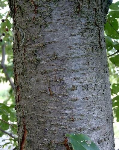 Wild Cherry Bark – Prunus serotina | Root Buyer