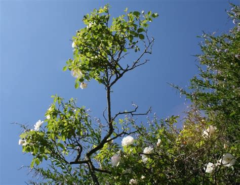 Tall Rose Bush Free Stock Photo - Public Domain Pictures