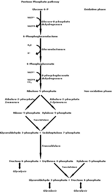 File:Pentose Phosphate Pathway.png - Wikipedia, the free encyclopedia