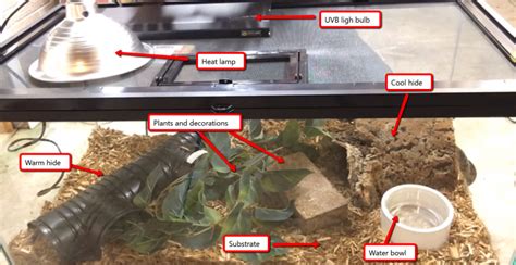 Blue Tongue Skink Habitat Setup - Step by Step to Setup a Tank