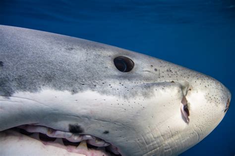 Extreme Close-up Great White Shark — by George T. Probst