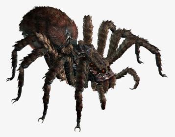 Giant Spider Dnd 5e, HD Png Download , Transparent Png Image - PNGitem