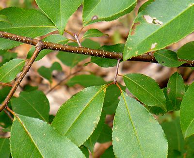 Livestock poisoning possible from wilting black (wild) cherry leaves - MSU Extension