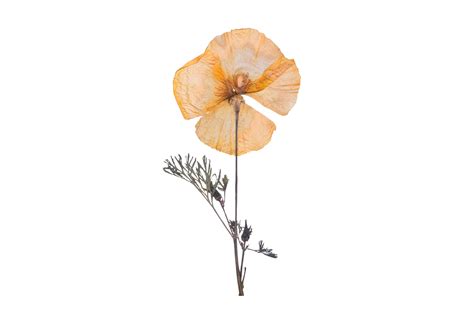 Orange dried flower isolated on a transparent background 21275180 PNG