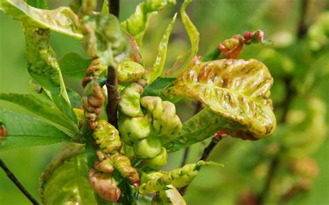 How to get rid of Peach Leaf Curl | Kings Plant Doctor