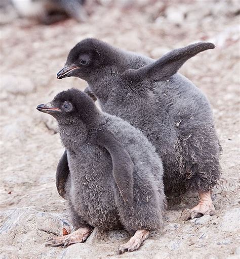 1000+ images about Adelie penguin on Pinterest | Baby penguins, Photos and Schmidt