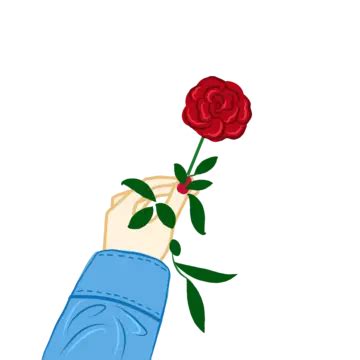 Hand Holding Rose Flower, Holsing Rose Flower, Rose Flower, Hold Rose Flower PNG Transparent ...