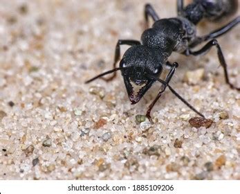 114 Australian bull ant Images, Stock Photos & Vectors | Shutterstock