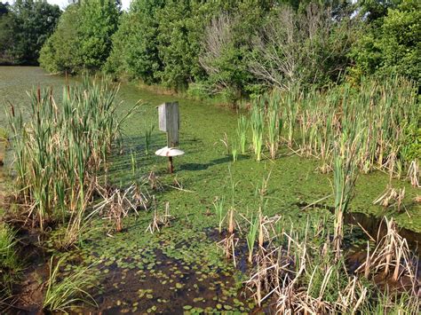 Pond Weeds / Platinum Ponds & Lake Management Greenville SC | Charlotte NC | Asheville NC