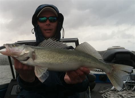 Lake Oahe Fishing Guide ( ND ) - North Dakota Walleye Guide