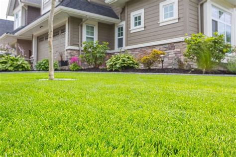 8 Different Types of Grass For Residential Lawns – Nayturr