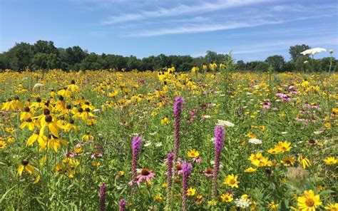 Native Prairie Plants Getting Set to Flower Soon - The Bruce Company - Middleton WI