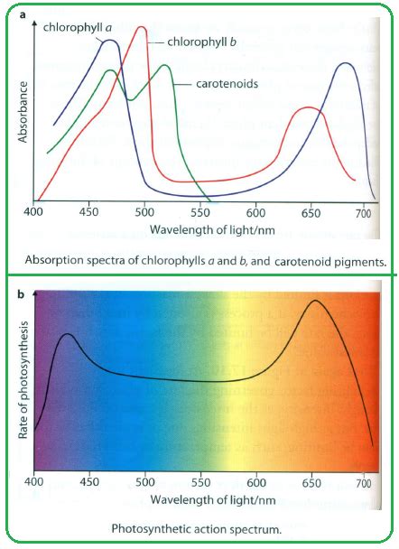 #101 Photosynthetic Pigments | Biology Notes for A level