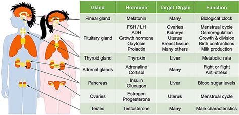 💄 Stages of male puberty in order. Puberty: Changes for Males. 2022-11-25