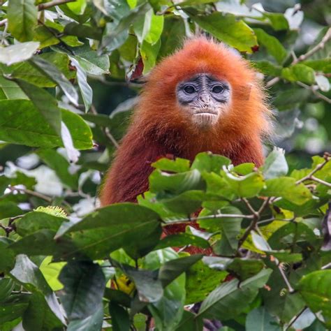 Animals Of Borneo Rainforest | RAINFOREST ANIMAL