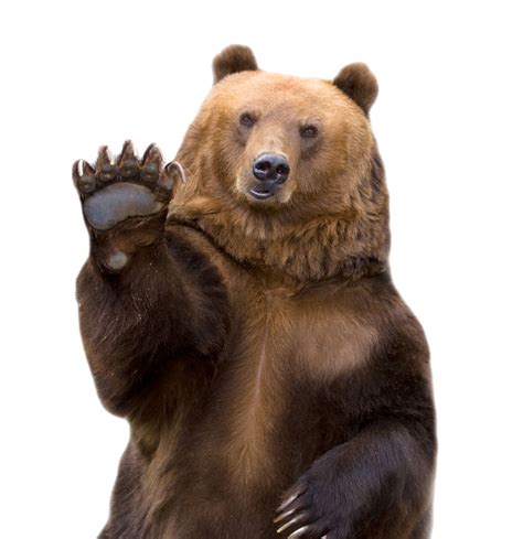 Bear PNG Transparent Images, Pictures, Photos