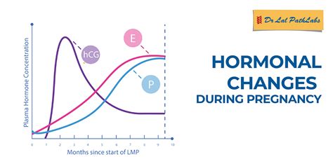 What Hormonal and Physical Changes are Common During Pregnancy? - Dr Lal PathLabs Blog