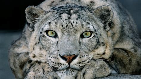 Ipsecuritas for snow leopard - filnglo