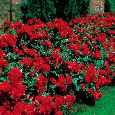 La Sevillana Bush Rose 8" Pot - Hello Hello Plants & Garden Supplies